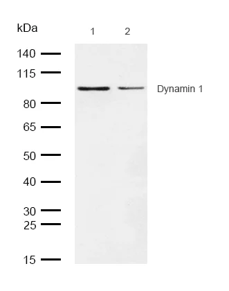 Western blot - Anti-Dynamin 1 antibody [SR2307] (AB326686)