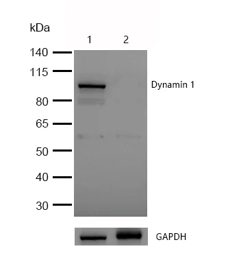 Western blot - Anti-Dynamin 1 antibody [SR2307] (AB326686)