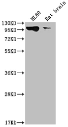 Western blot - Anti-Dynamin 2 antibody [1D8] (AB314168)