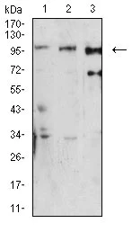 Western blot - Anti-Dynamin 2 antibody [3F5C7] (AB233732)