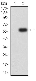 Western blot - Anti-Dynamin 2 antibody [3F5C7] (AB233732)