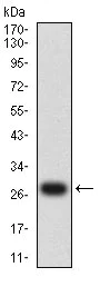 Western blot - Anti-Dynamin 2 antibody [3F5C7] (AB233732)