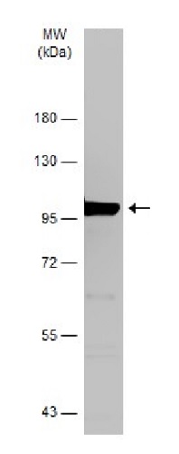 Western blot - Anti-Dynamin 2 antibody (AB227192)