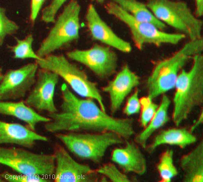 Immunocytochemistry/ Immunofluorescence - Anti-Dynamin 2 antibody (AB3457)