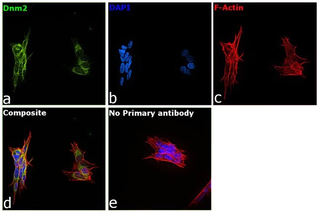 Anti-Dynamin 2 antibody
