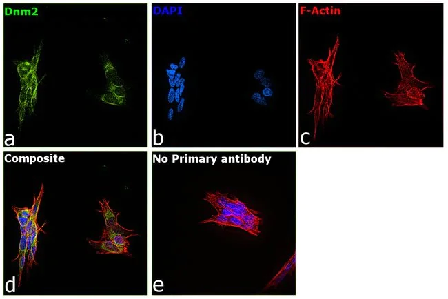 Immunocytochemistry/ Immunofluorescence - Anti-Dynamin 2 antibody (AB3457)