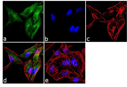 Immunocytochemistry/ Immunofluorescence - Anti-Dynamin 2 antibody (AB3457)