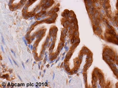 Immunohistochemistry (Formalin/PFA-fixed paraffin-embedded sections) - Anti-Dynamin 2 antibody (AB3457)