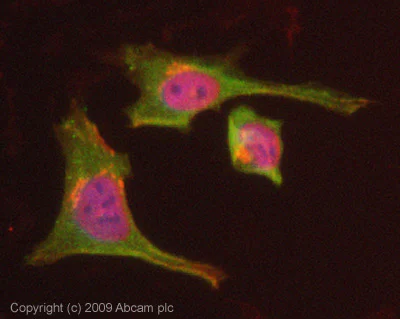 Immunocytochemistry/ Immunofluorescence - Anti-Dynamin 2 antibody (AB65556)