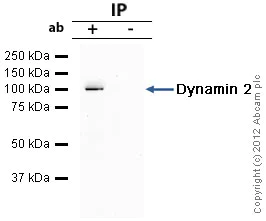 Immunoprecipitation - Anti-Dynamin 2 antibody (AB65556)