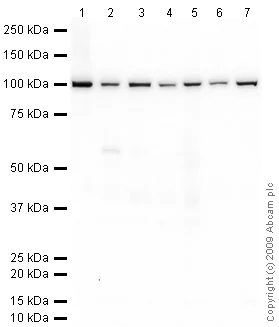 Western blot - Anti-Dynamin 2 antibody (AB65556)