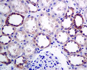 Immunohistochemistry (Formalin/PFA-fixed paraffin-embedded sections) - Anti-Dynamin 2 antibody [EPR9053(2)(ABC)] (AB151555)