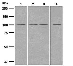 Western blot - Anti-Dynamin 2 antibody [EPR9053(2)(ABC)] (AB151555)