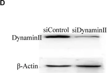 Western blot - Anti-Dynamin 2 antibody [EPR9053(2)(ABC)] (AB151555)