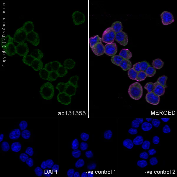 Immunocytochemistry/ Immunofluorescence - Anti-Dynamin 2 antibody [EPR9053(2)(ABC)] - BSA and Azide free (AB249002)