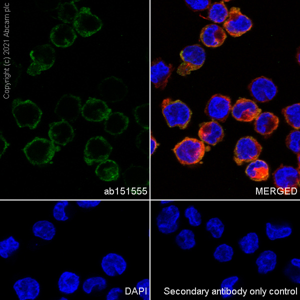 Immunocytochemistry/ Immunofluorescence - Anti-Dynamin 2 antibody [EPR9053(2)(ABC)] - BSA and Azide free (AB249002), expandable thumbnail