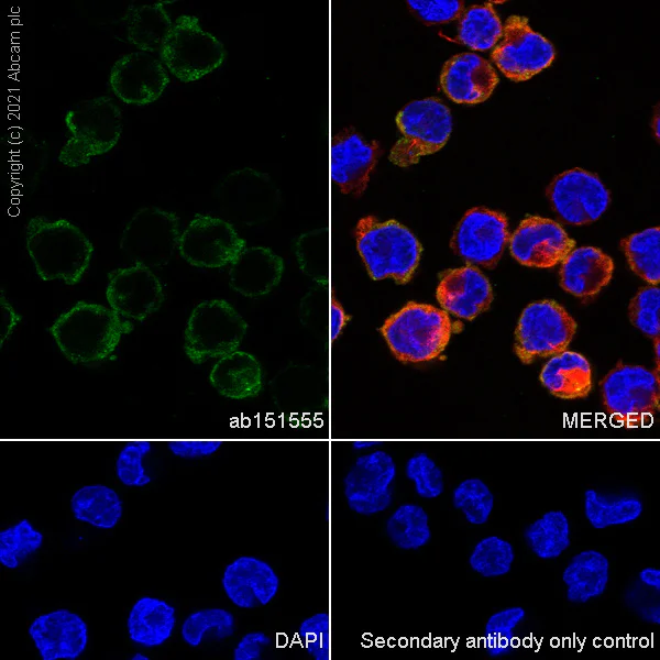 Immunocytochemistry/ Immunofluorescence - Anti-Dynamin 2 antibody [EPR9053(2)(ABC)] - BSA and Azide free (AB249002)