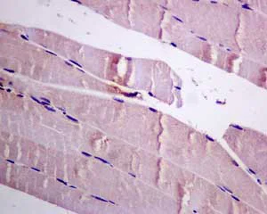 Immunohistochemistry (Formalin/PFA-fixed paraffin-embedded sections) - Anti-Dynamin 2 antibody [EPR9053(2)(ABC)] - BSA and Azide free (AB249002)