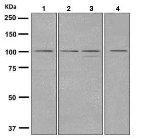 Western blot - Anti-Dynamin 2 antibody [EPR9053(2)(ABC)] - BSA and Azide free (AB249002)