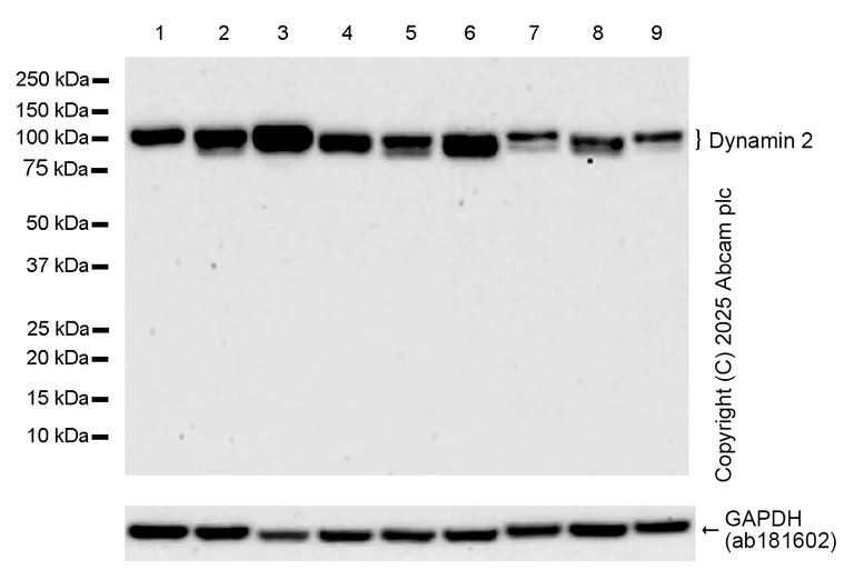 Western blot - Anti-Dynamin 2 antibody [EPR9053(2)(ABC)] - BSA and Azide free (AB249002)
