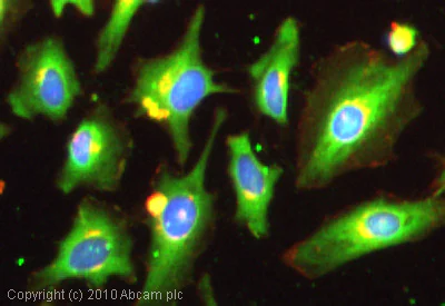 Immunocytochemistry/ Immunofluorescence - Anti-Dynamin 3 antibody (AB3458)