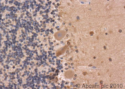 Immunohistochemistry (Formalin/PFA-fixed paraffin-embedded sections) - Anti-Dynamin 3 antibody (AB3458)