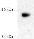 Western blot - Anti-Dynamin 3 antibody (AB3458)