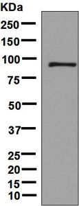 Western blot - Anti-Dynamin 3 antibody [EPR9055] - BSA and Azide free (AB248734), expandable thumbnail