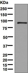 Western blot - Anti-Dynamin 3 antibody [EPR9055] - BSA and Azide free (AB248734)