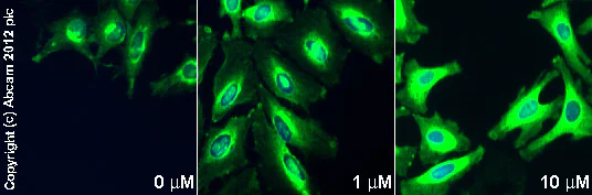 Immunocytochemistry/ Immunofluorescence - Dynamin Inhibitors Toolbox (AB120468)