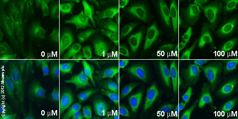 Immunocytochemistry/ Immunofluorescence - Dynasore, dynamin inhibitor (AB120192)