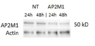 Western blot - Dynasore, dynamin inhibitor (AB120192)
