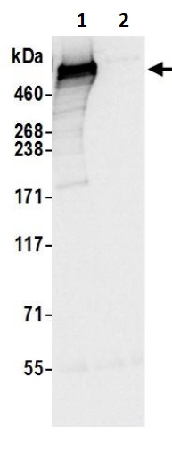 Immunoprecipitation - Anti-DYNC1H1 antibody (AB245554)