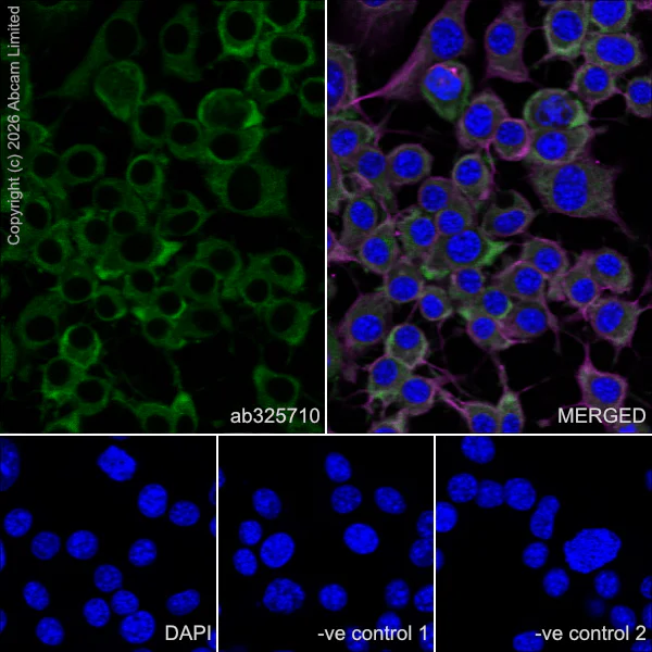 Immunocytochemistry/ Immunofluorescence - Anti-DYNC1H1 antibody [EPR30299-93] (AB325710)