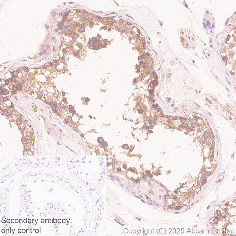 Immunohistochemistry (Formalin/PFA-fixed paraffin-embedded sections) - Anti-DYNC1H1 antibody [EPR30299-93] (AB325710)