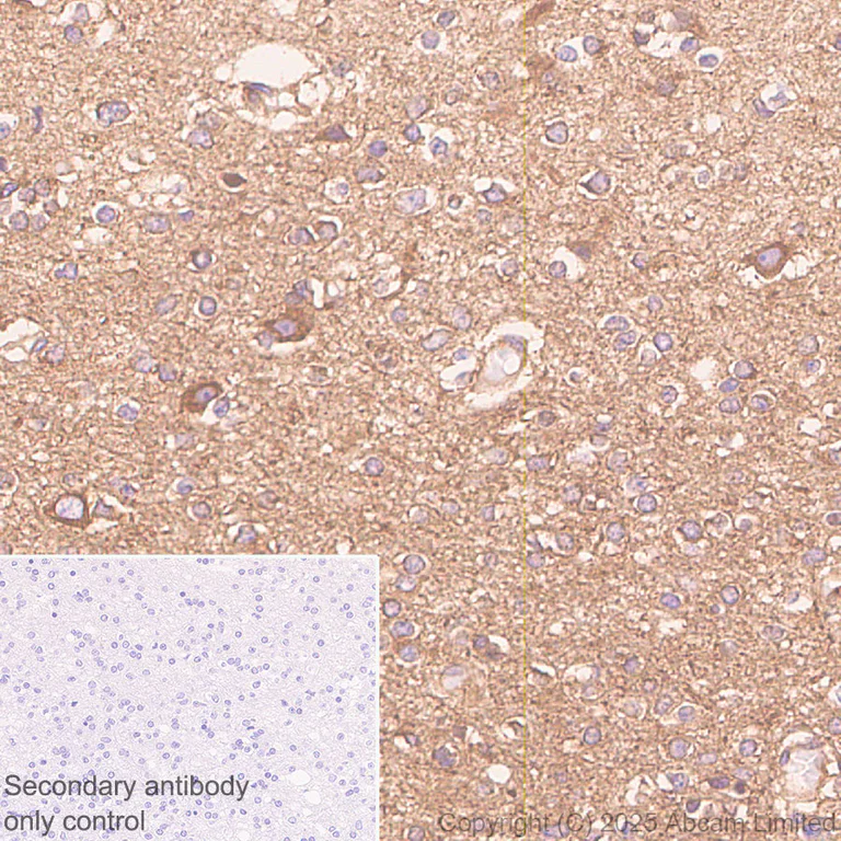 Immunohistochemistry (Formalin/PFA-fixed paraffin-embedded sections) - Anti-DYNC1H1 antibody [EPR30299-93] (AB325710)