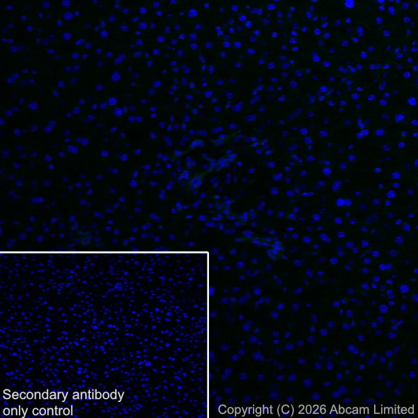 Immunohistochemistry (Frozen sections) - Anti-DYNC1H1 antibody [EPR30299-93] (AB325710)