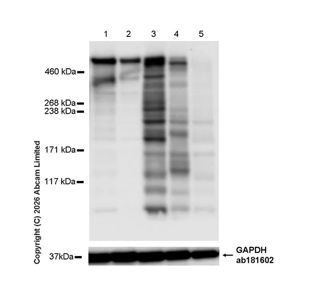 Western blot - Anti-DYNC1H1 antibody [EPR30299-93] (AB325710)