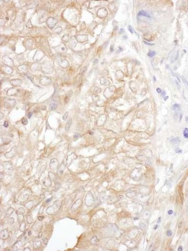 Immunohistochemistry (Formalin/PFA-fixed paraffin-embedded sections) - Anti-DYNC1I2 antibody - C-terminal (AB192920)