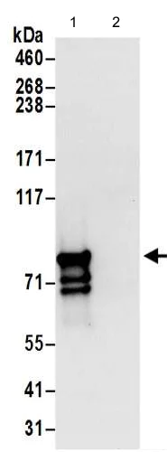 Immunoprecipitation - Anti-DYNC1I2 antibody - C-terminal (AB192920)