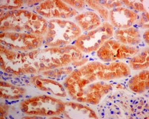 Immunohistochemistry (Formalin/PFA-fixed paraffin-embedded sections) - Anti-DYNC1I2 antibody [EPR11242] (AB167399), expandable thumbnail