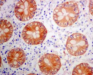 Immunohistochemistry (Formalin/PFA-fixed paraffin-embedded sections) - Anti-DYNC1I2 antibody [EPR11242] (AB167399), expandable thumbnail