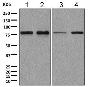 Western blot - Anti-DYNC1I2 antibody [EPR11242] (AB167399), expandable thumbnail