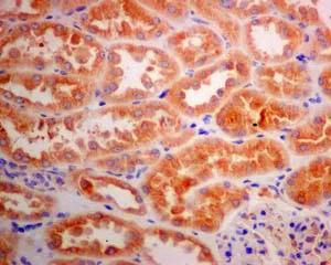 Immunohistochemistry (Formalin/PFA-fixed paraffin-embedded sections) - Anti-DYNC1I2 antibody [EPR11242] - BSA and Azide free (AB249417)