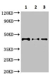 Western blot - Anti-DYNC2H1 antibody (AB225946)