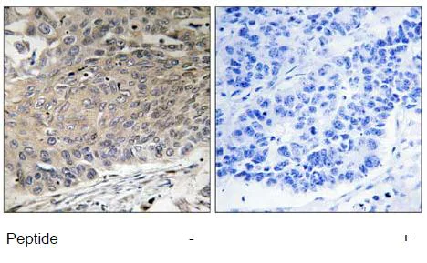 Immunohistochemistry (Formalin/PFA-fixed paraffin-embedded sections) - Anti-Dynein antibody (AB111177)