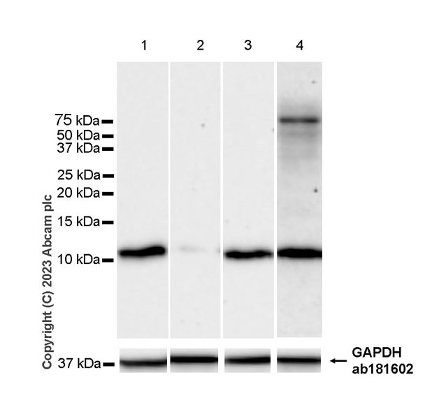 Western blot - Anti-Dynein antibody [EPR28484-147] - BSA and Azide free (AB315245)