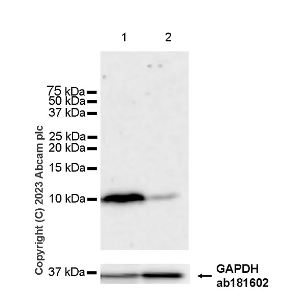 Western blot - Anti-Dynein antibody [EPR28484-147] - BSA and Azide free (AB315245)
