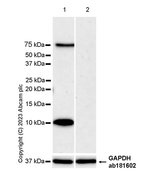 Western blot - Anti-Dynein antibody [EPR28484-147] - BSA and Azide free (AB315245)