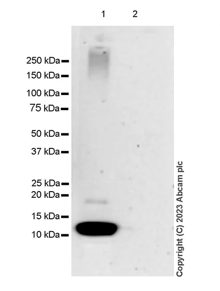 Western blot - Anti-Dynein antibody [EPR28484-147] - BSA and Azide free (AB315245)